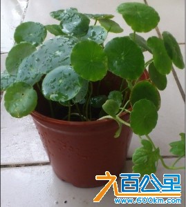 奖品金钱草