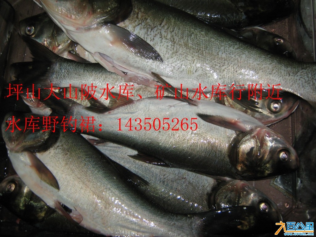 白鲢