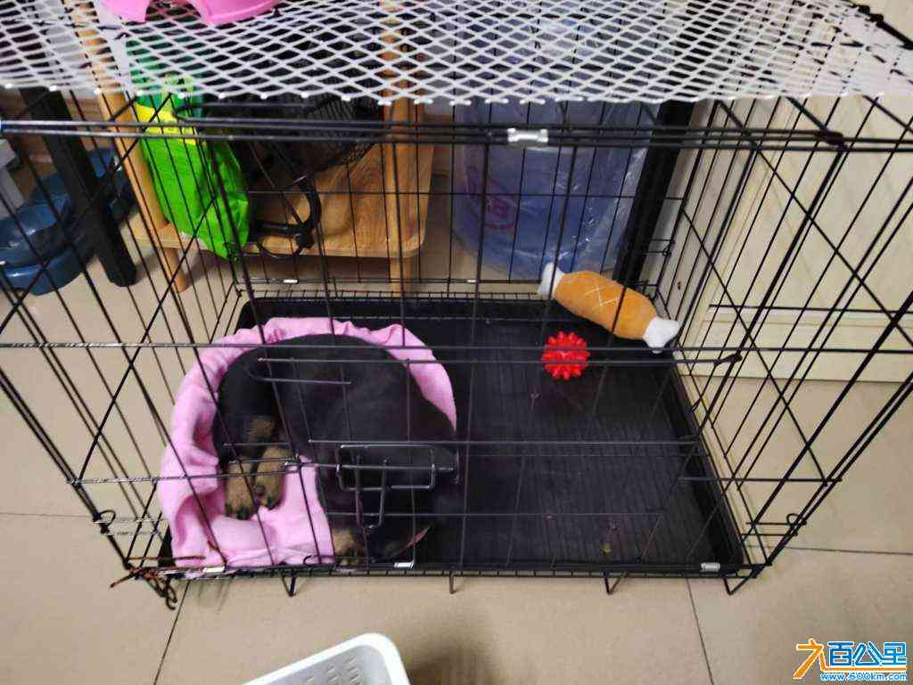 wechat_upload170454952465995c94a02cb